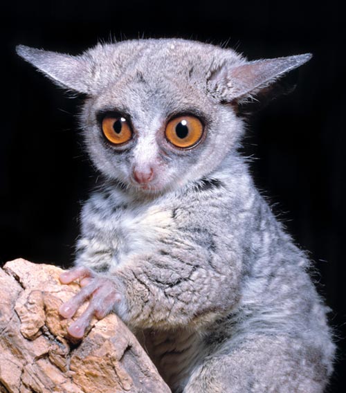 Curious and intelligent, the Senegal bushbaby counts 8 types of call © Giuseppe Mazza