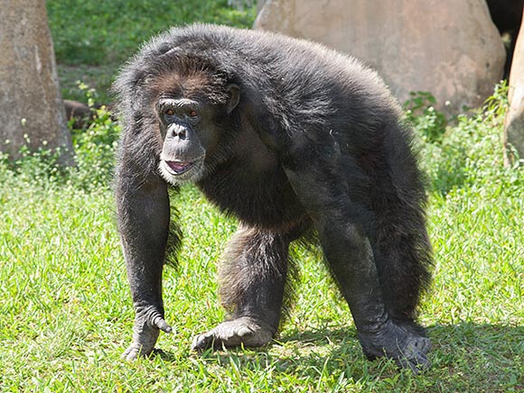 Le chimpanzé est un omnivore opportuniste bien adapté à différents milieux © Giuseppe Mazza