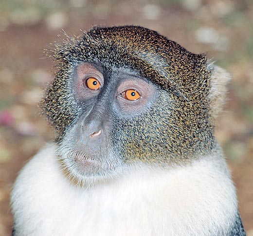 Ce primate est reconnu par l'UICN comme avec un risque minimum d'extinction © G. Mazza