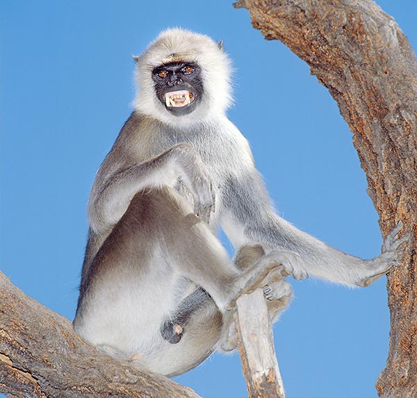 È una scimmia pacifica e tollerante, ma per difendersi sa mostrare i denti © Giuseppe Mazza