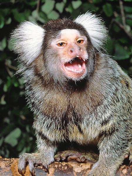 I Callithrix jacchus sono inconfondibili scimmiette sudamericane © Giuseppe Mazza