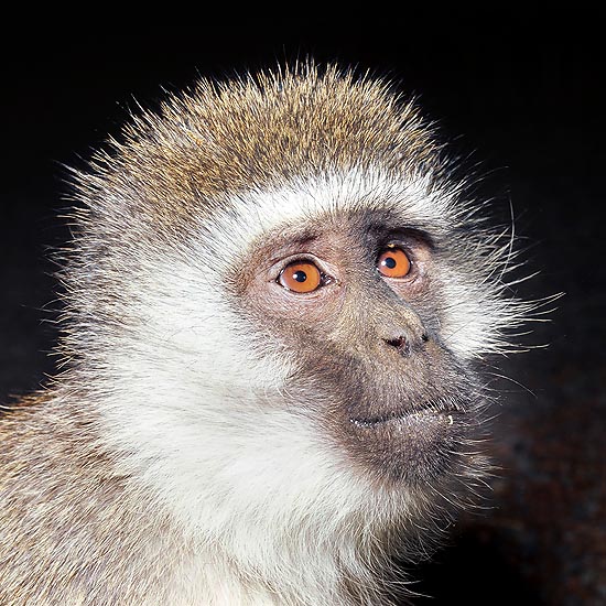 The Cercopithecus aethiops is mild-tempered, but with possible tantrums © Giuseppe Mazza