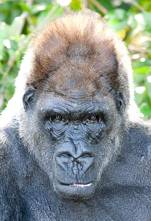 The Gorilla gorilla gorilla is the most common with 40000 specimens © Giuseppe Mazza