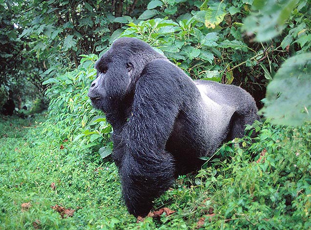 The mountain gorilla (Gorilla gorilla beringei) has thicker hair and counts 800 specimens only © A. Pellegrini
