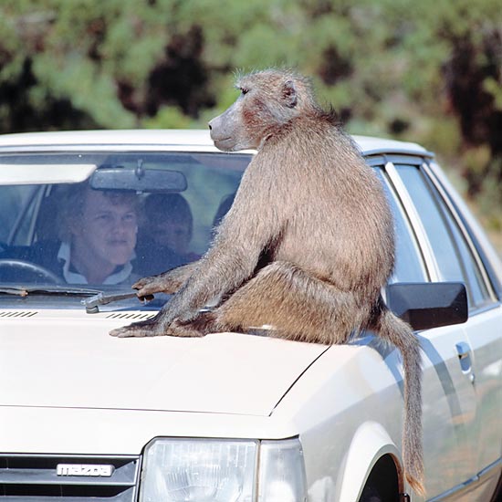 Rencontre entre Primates en Afrique du Sud. Offrir de la nourriture est une erreur dangeureuse © Giuseppe Mazza