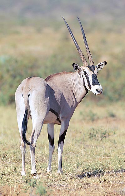 Oryx gazella beisa, Bovidae