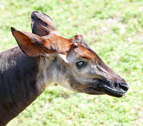 Le corna sono molto più piccole di quelle della giraffa. La lingua è estroflettibile e prensile © G. Mazza