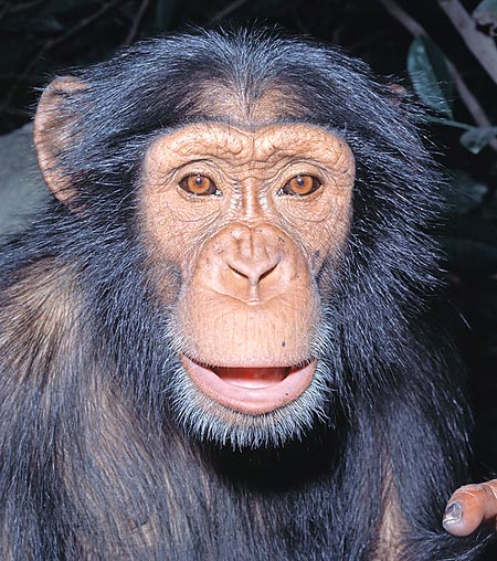 In cinema the chimp is a gentle and meek animal © Giuseppe Mazza