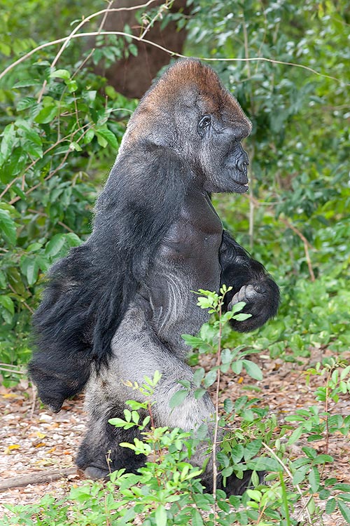 Gorilla Gorilla Monaco Nature Encyclopedia Gorilla Gorilla Monaco Nature Encyclopedia