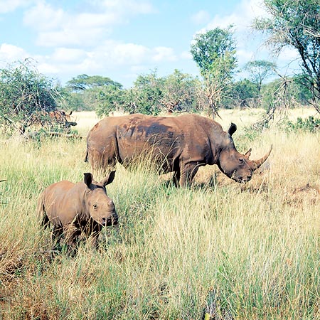 Rinoceronte bianco col piccolo © Giuseppe Mazza