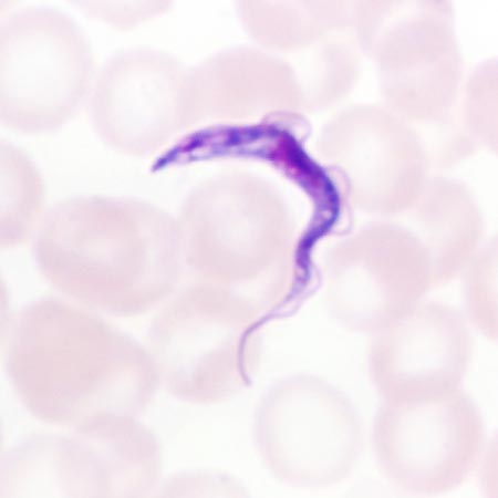 Trypanosoma gambiense © Giuseppe Mazza