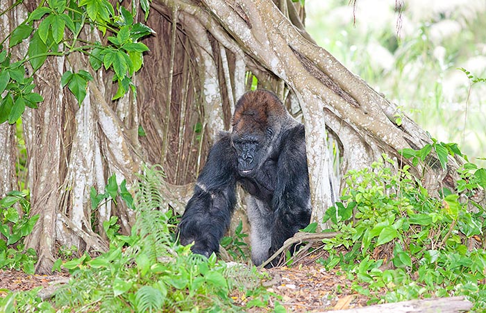 Tutti i gorilla si spostano di preferenza a quattro zampe © Giuseppe Mazza