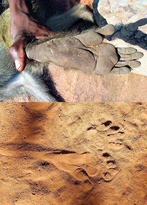 Un piede di Papio ursinus e le impronte. Lascia un traccia oblunga e triangolare © Olivo