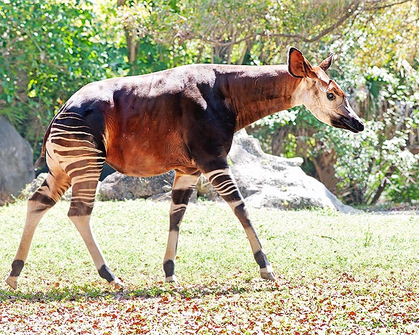 A bit horse, a bit zebra and a bit giraffe, Okapia johnstoni is a living fossil © Giuseppe Mazza