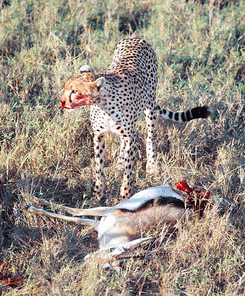 Les jeunes peuvent tuer seuls une gazelle à l'âge de 1 an 1/2 © Giuseppe Mazza