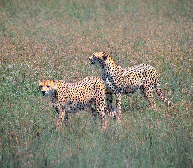Los guepardos son polígamos y la vida de pareja tiene una duración de 2-3 días como máximo © Giuseppe Mazza