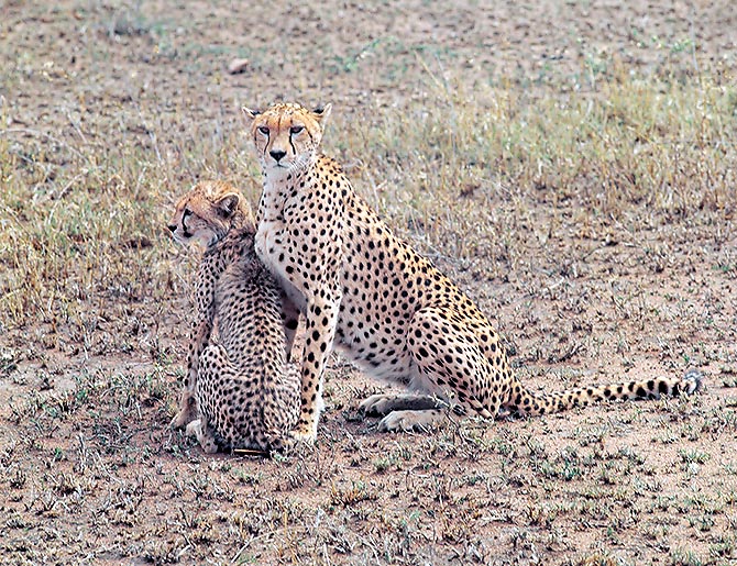 Le jeune guépard apprend les techniques de chasse avec sa mère © Giuseppe Mazza