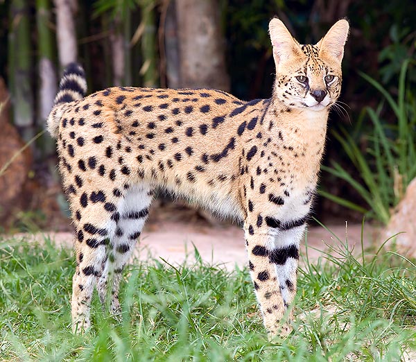 Le serval (Leptailurus serval) est le plus grand des petits félins africains © Giuseppe Mazza