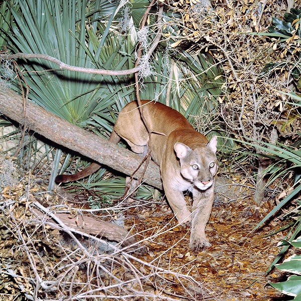 The Puma concolor coryi is a very rare Florida subspecies © Giuseppe Mazza