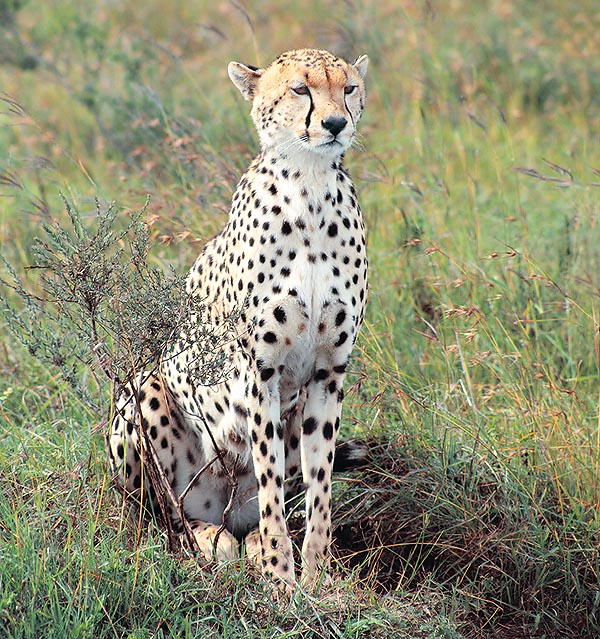 Evolutionary speaking, cheetah is an intermediate form between cats and canids © Giuseppe Mazza