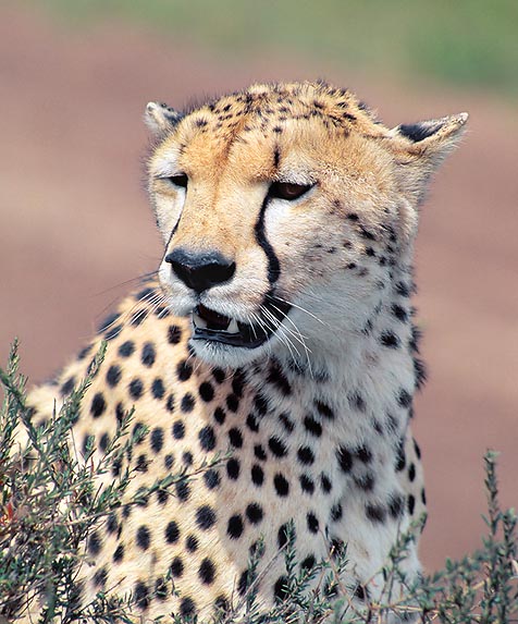 La ligne noire entre ses yeux et la commissure des lèvres rend le jaguar reconnaissable entre tous © Giuseppe Mazza