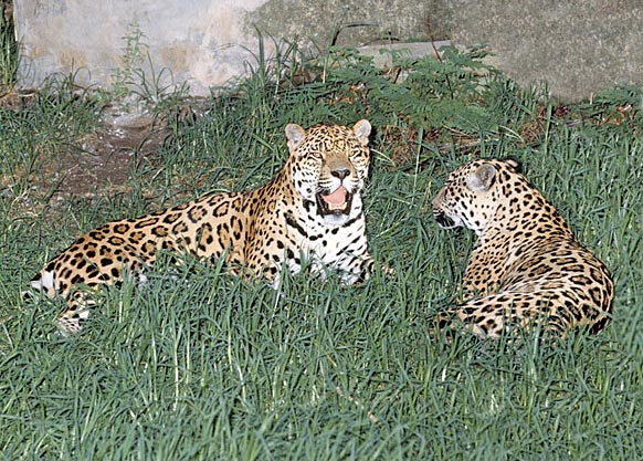 Pair of jaguars © Giusppe Mazza