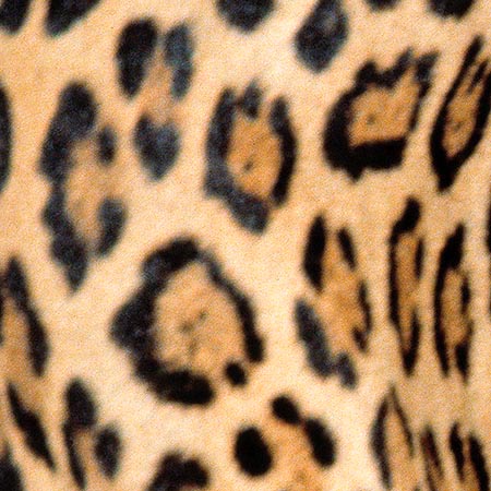 The black rosettes of the jaguar have black points in their centre © G. Mazza