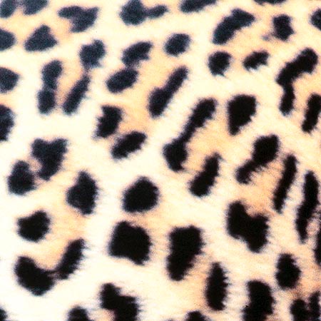 Le macchie del leopardo sono piene su fondo giallastro © Giuseppe Mazza