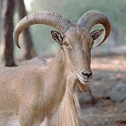 www.monaconatureencyclopedia.com