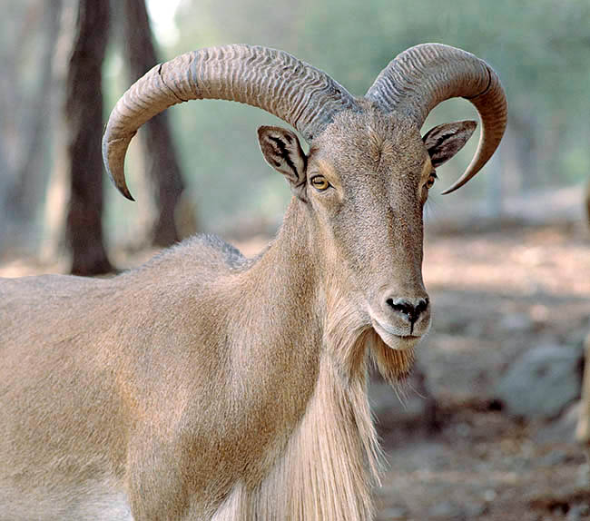 Ammotragus lervia, Bovidae, mouflon à manchettes, aoudad de Barbarie