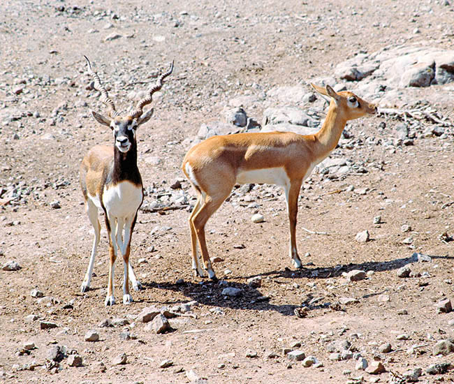 Antilope cervicapra, Bovidae