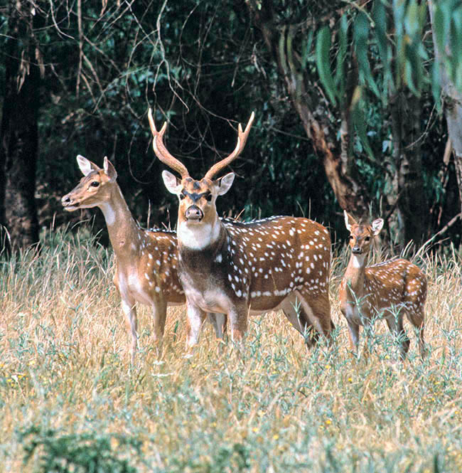 Axis axis, Cervidae, cervo pomellato, chital