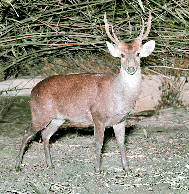 Axis porcinus, Cervidae, cervo porcino