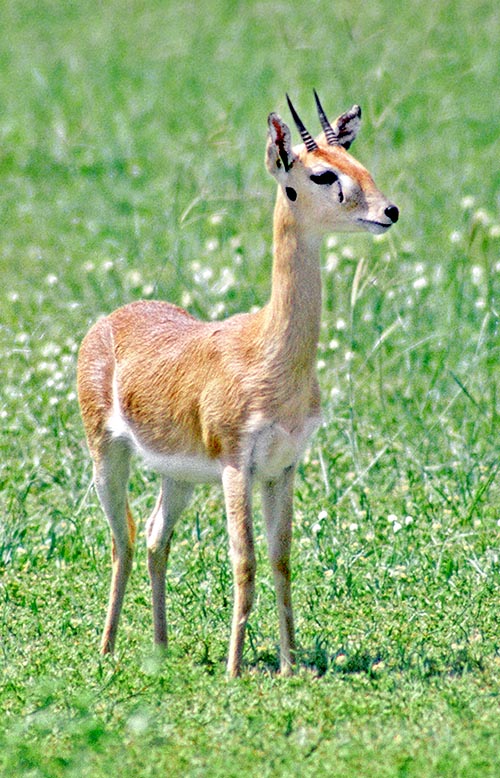 Ourebia ourebi, Bovidae, Oribi