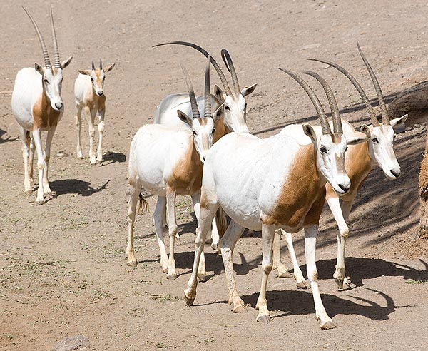 Oryx dammah, Bovidae, Oryx algazelle 