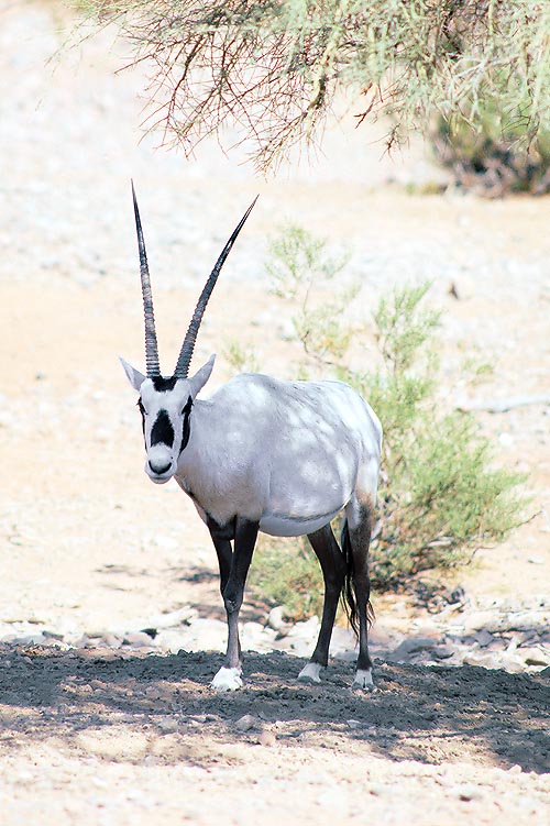 Oryx leucoryx, Bovidae, Oryx d'Arabie