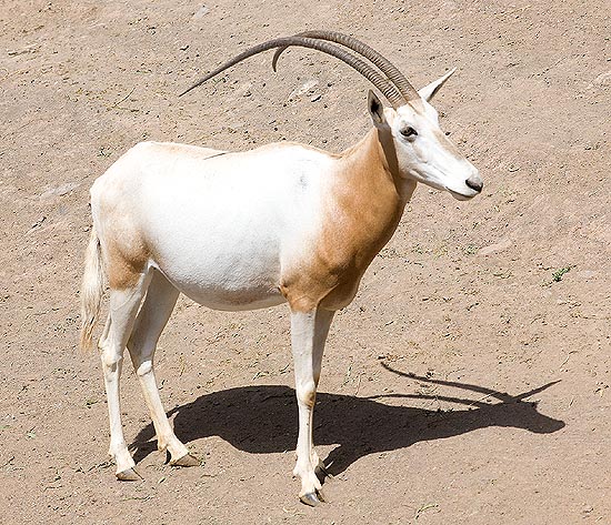 Oryx dammah, Bovidae, Orice dalle corna a sciabola