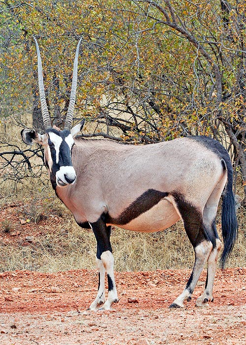 Oryx gazella gazella, Bovidae