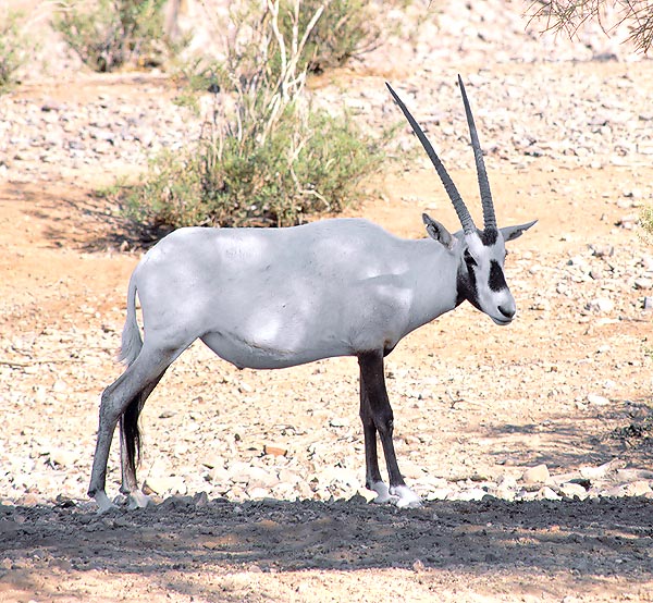 Oryx leucoryx, Bovidae, Arabian Oryx