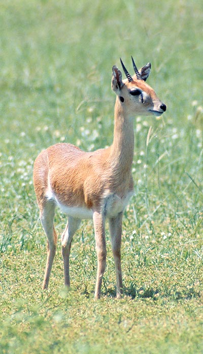 L'Ourebia ourebi è una piccola antilope che ricorda le gazzelle © Mazza