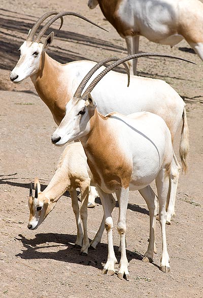 Oryx dammah, Bovidae, Scimitar-horned oryx