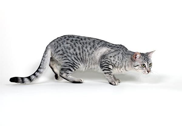 The coat of the Egyptian Mau is typically spotted © Giuseppe Mazza