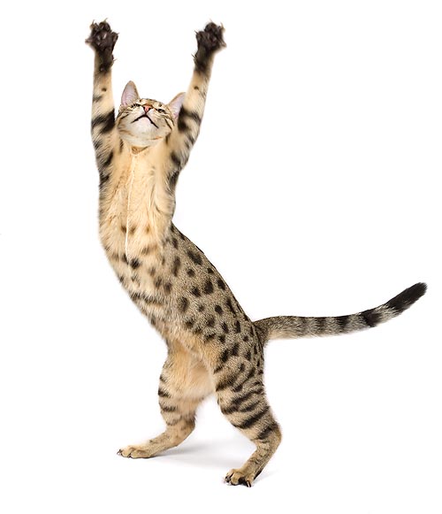 Quand un chat danse le rock, peut-être est-ce un mau égyptien bronze © G. Mazza
