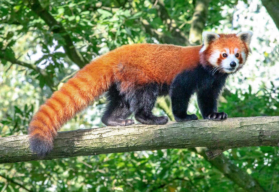 Ailurus fulgens, Ailuridae, petit panda, panda éclatant