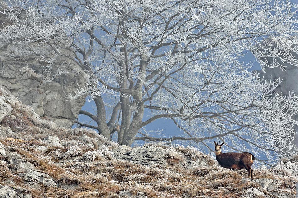 The Alpine chamois (Rupicapra rupicapra) is frequent in Europe on the Alps and with 5 subspecies on the mountain reliefs of Asia Minor, Balkan Peninsula, Carpathians, Chartreuse Prealps, in France, and on the Tatra mounts, on Poland-Slovakia border, that mark the northern limit of distribution for this species