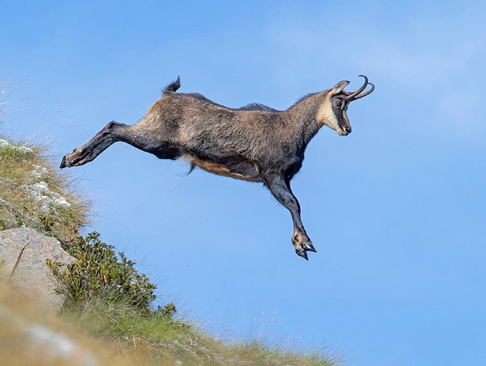 L’agilità con cui si muove tra le rocce gli consente una rapida e spericolata fuga con balzi incredibili in caso di pericolo