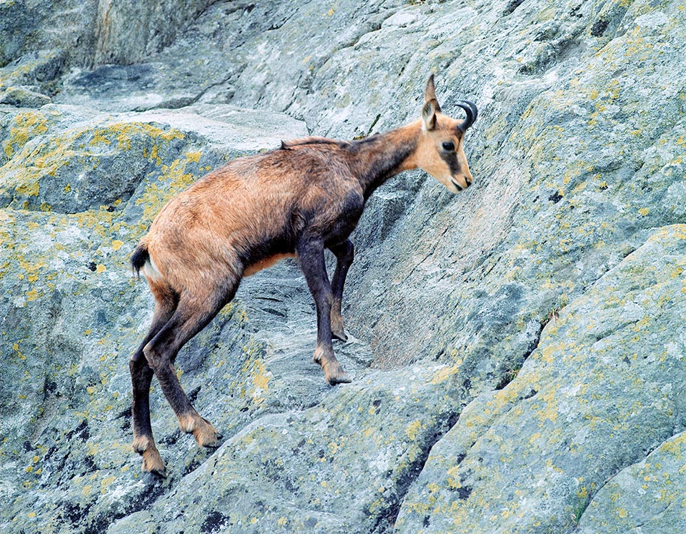 Diversi adattamenti favoriscono il legame con l’ambiente montano. Lo zoccolo dai bordi affilati permette un solido appiglio anche su piccole sporgenze e pareti quasi verticali