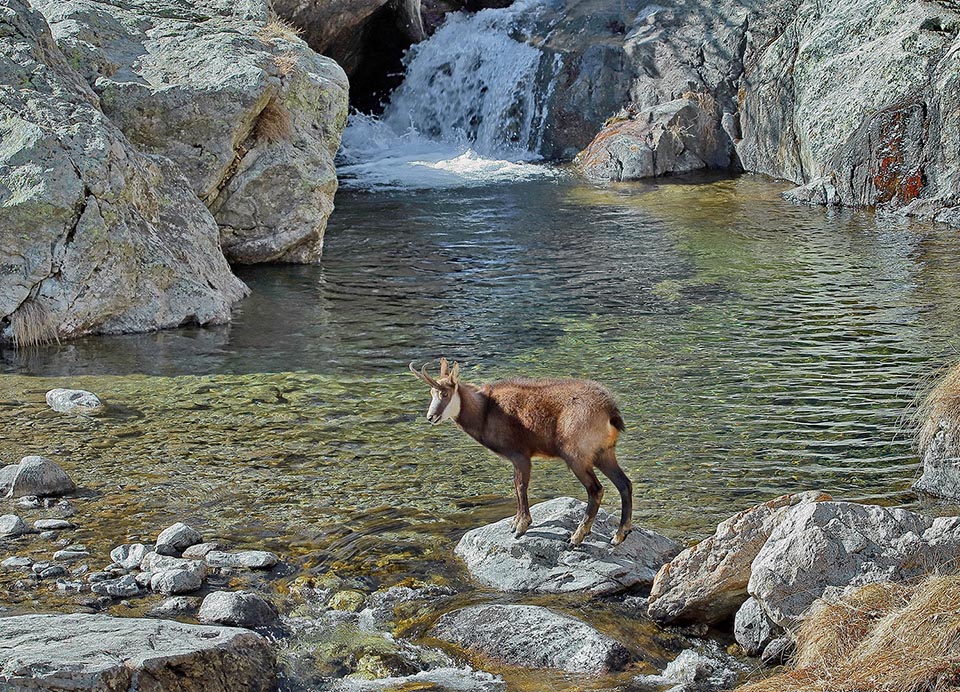 En l'absence d'eau, le Chamois s'hydrate avec la rosée, mais si l'eau est abondante pourquoi ne pas en profiter ? 