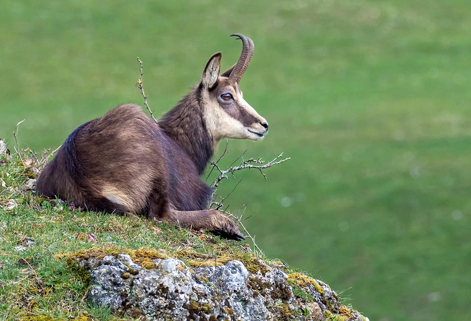 Adult males live solitary most of year, frequenting vast areas at lower altitudes than females. However, in the reproductive period, between November and December, they reach the herd and delimit a territory with the strong odorous secretion of glands located close to the horns, to attract the females and chase away any rivals © Enrico Petraglio 