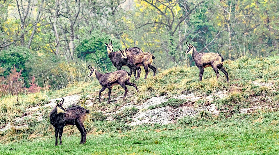 Ogni individuo sorveglia il branco. In caso di minaccia emette un fischio acuto e prolungato che mette tutti in allarme. Segue allora una fuga ordinata.